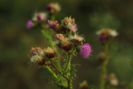 Milk thistle Flower blooming away in a soft blurry bokeh background on a beautiful evening. Nature wallpaper, copy space. Silybum marianum, cardus marianus, blessed milkthistle.の写真素材