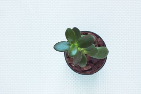 Minimal work space, green succulent Money tree in a pot on white textured background. Stylish home plants, office table, working place flowers. Top view , flat lay.の写真素材