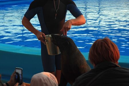 People take pictures on the mobile phone as a trainer feeds a fur seal with fish at the dolphinarium.の写真素材