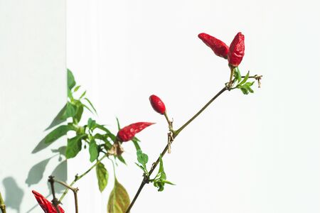 Red Chili peppers on a branch on a white background. Minimal style. creative image with natural daylight shadows. Growing plants on a windowsiil at home. Copy space.の写真素材