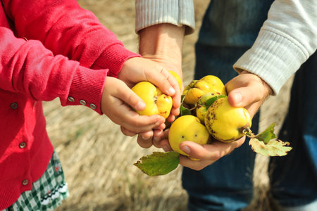 Young quince in a male and kids hands in the forest. Father and daughter walk in the autumn wood Fresh fruits concept. Harvesting from the trees. Nature photos, family walks in the garden.の写真素材