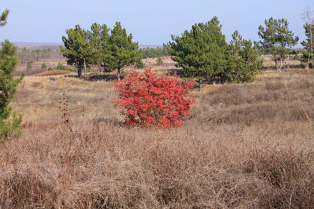 Beautiful alone tree with bright red and orange leaves on a background of autumn field and pines.Brunches of wild European smoketree,Cotinus coggygria bush.Nature wallpaper,poster for home and office.の写真素材
