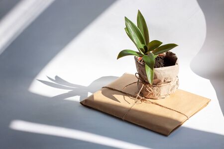 Urban jungle gardening concept. Houseplant Tradescantia pot wrapped in kraft paper with package. Arrangement at window in living room, natural sunlight shadows. Interior design, styling green plants.の写真素材