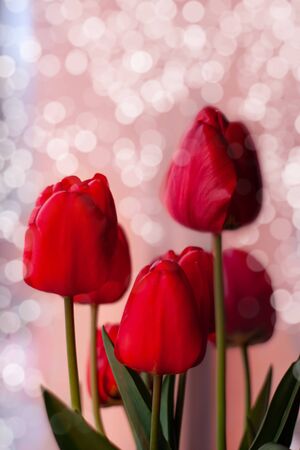 Red tulips bouquet on light blurred purple background. Blooming pink flower with green leaves natural light selective focus. Bright high key banner,floral minimalism greeting card.Women's mother's dayの写真素材