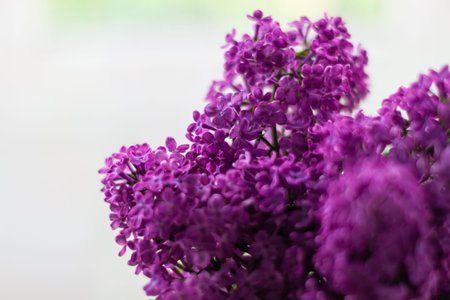Fresh purple Lilac flowers on blurred bokeh background with selective focus. Colorful spring summer...