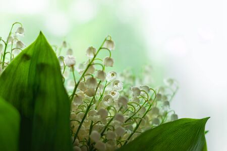 Amazing blooming lilies of the valley and green leaves. Blurred bokeh lights high key flowers background selective focus.Love greeting card copy space banner.Mother's Women's Valentine's day wallpaperの写真素材