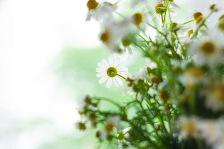 Blooming fresh camomiles bouquet with ribbon bow on light background selective focus. Beautiful chamomile flowers green leaves. Valentine's Mother's Women's day greeting card with copy space text signの写真素材
