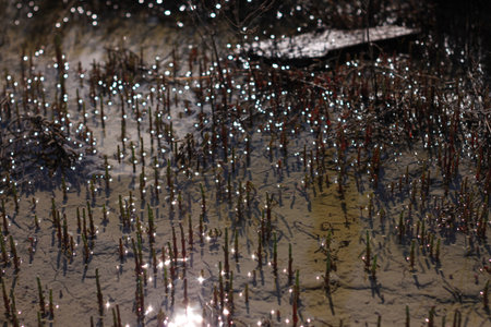 Lights in water background. Glare of sunlight reflected in sea water with small marine plants....