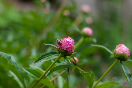Pink peony flower with bee on green leaves background. Peonies in the garden. Fresh spring summer backdrop. Vibrant colors, floral nature banner copy space. Greeting invitation card.の写真素材