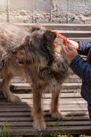 Hands of a young girl combing the dog. Care for long fur animals. Combs for pets. Love, caring,...