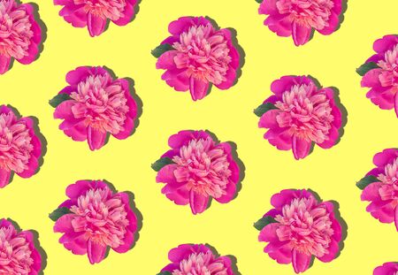 Pink peony flowers regular pattern on yellow color background. Blooming screensaver for mobile phone desktop website floral design. Paeonia lactiflora plant green leaves and colorful petals.の写真素材