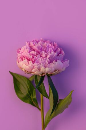 Pink peony flower on pastel purple background. Beautiful blooming botanical floral design. One rose colored Paeonia plant with green leaves and petals. Creative minimalism flat lay with natural shadowの写真素材