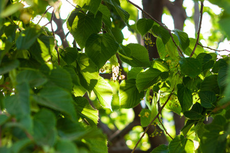 Blooming linden, lime tree in bloom on a sunny day. Fowers blossoming tree wood, used for the...