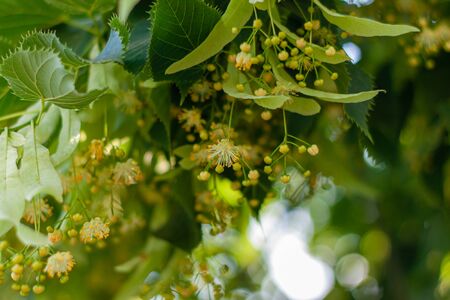 Blooming linden, lime tree in bloom on a sunny day. Fowers blossoming tree wood, used for the preparation of natural healing tea against anxiety, sleeplessness, cardiovascular problems, cold and flu.の写真素材