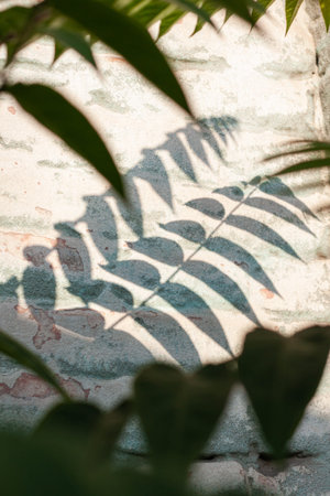 Green palm leaves with shadows on a white brick wall background. Creative minimalism trendy backdrop for advertising design. Natural summer texture with tropical plants silhouettes. Palms wallpaper.の写真素材