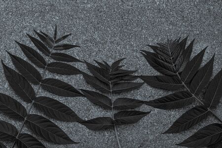 Green palm leaves on black granite background. Creative minimalism trendy backdrop for advertising design. Natural grey stone texture with tropical plants silhouettes. Palms mobile phone wallpaper.の写真素材