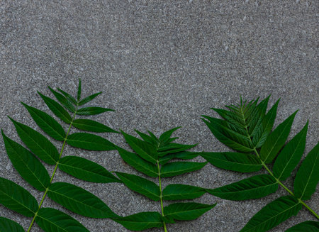 Green palm leaves on black granite background. Creative minimalism trendy backdrop for advertising...