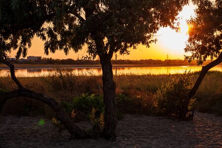 Amazing golden sunset on an empty beach with Elaeagnus angustifolia trees. Orange red shades of sky. Wallpaper for desktop, travel poster, marine photo for cards. The Sea of Azov shore, Eastern Europeの写真素材