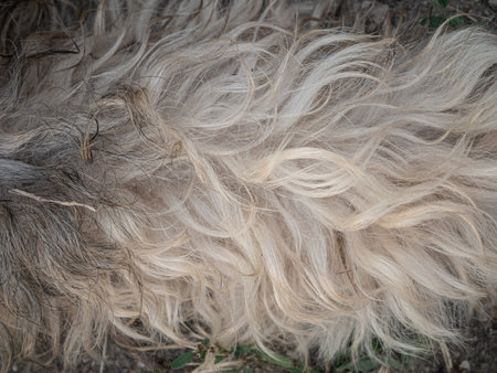 Fluffy dogs fur texture. Black and white wavy animal fell background. Puppy hair surface. Pet care,...