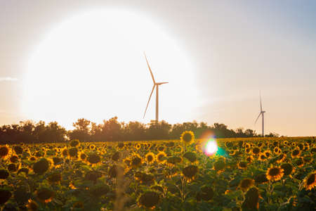 Wind turbines energy converters on yellow sunflowers field on the sunset. Local eco friendly wind farm. Agriculture crops harvest, farming harvesting background. Green ecological electricity wallpaperの写真素材