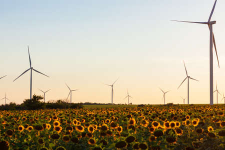 Wind turbines energy converters on yellow sunflowers field on the sunset. Local eco friendly wind farm. Agriculture crops harvest, farming harvesting background. Green ecological electricity wallpaperの写真素材