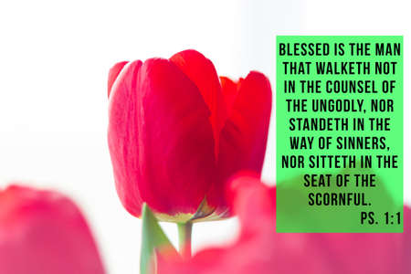 Bible quotes on blooming red tulip flower background. Card with text sign for believers. Inspirational verse thoughts. Christian verse text for praying.の写真素材