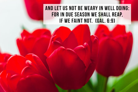 Bible quotes on blooming red tulip flower background. Card with text sign for believers....