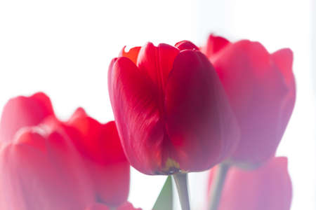 Close up blooming bouquet of amazing red tulips selective focus with natural daylight. Bright high key flowers banner, seasonal greeting card in minimalism style.の写真素材