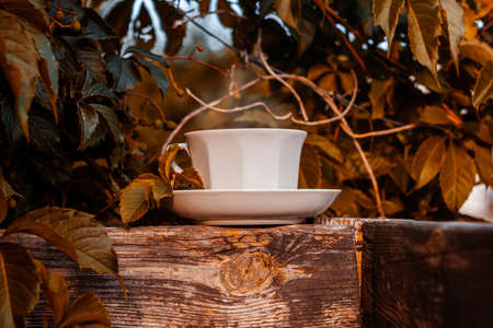 White porcelain tea cup on the wooden balcony with red wild grapes background. Warm autumn healthy herbal drink. Natural beverages wallpaper. Hot brewed tea on fresh air. Cozy home weekend breakfast.の写真素材