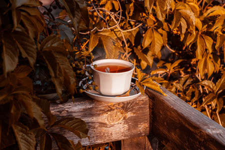 White porcelain tea cup on the wooden balcony with red wild grapes background. Warm autumn healthy herbal drink. Natural beverages wallpaper. Hot brewed tea on fresh air. Cozy home weekend breakfast.の写真素材