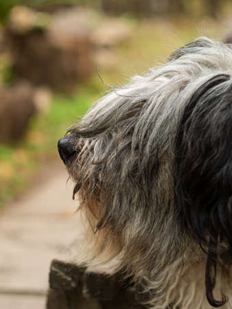 Polish Lowland Sheepdog sitting on wooden bench and showing pink tongue. Selective focus on a nose. Portrait of cute big black and white fluffy long wool thick-coated dog. Funny pet animals backgroundの写真素材