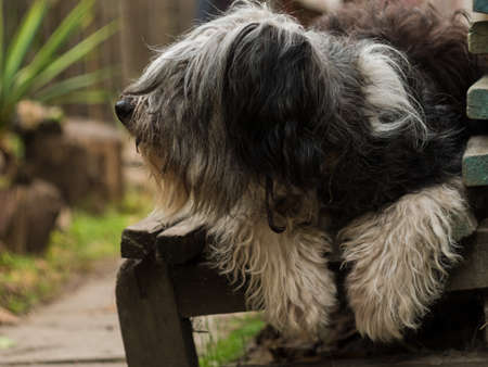 Polish Lowland Sheepdog sitting on wooden bench and showing pink tongue. Selective focus on a nose. Portrait of cute big black and white fluffy long wool thick-coated dog. Funny pet animals backgroundの写真素材