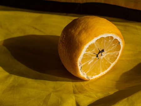 Ugly food trend. Spoiled lemon half with black mold close up on yellow color background with harsh shadow. Moldy citrus with penicillin unhealthy inedible fruit. Bright trendy colorful wallpaper.の写真素材