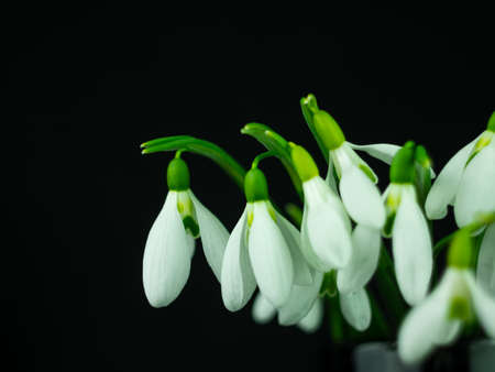 Beautiful white flowers snowdrops or Galanthus bouquet in vase close-up black background. Dark moody floral wallpaper. Blooming drops of dew flowering plants. Spring holiday greeting card. Mothers dayの写真素材