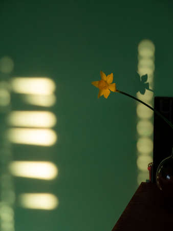 Beautiful yellow daffodil flower in vase with harsh shadow on blurred background in minimal style. Spring blooming greeting card, holidays website banner low key modern. Dark and moody nature close-upの写真素材