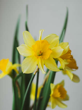 Beautiful yellow daffodil flower on blurred sky background in minimal style close-up. Spring nature blooming greeting card, holidays website banner high key modern. Bright light on sunny day.の写真素材
