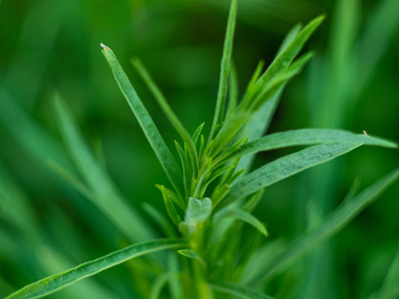 Tarragon or Estragon green leaves growing from the soil in the garden. Medicinal and food plant...