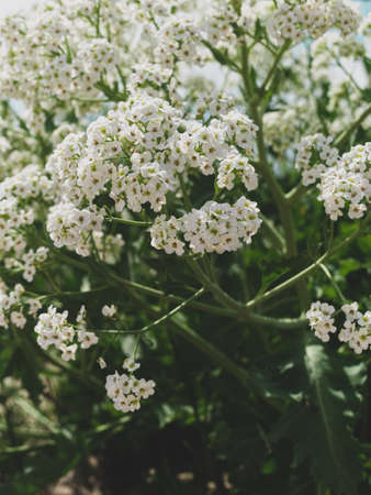 Sea Kale or Crambe maritima white flowers in sand. Green halophytic flowering cabbage plant grows along coast. Local food cultivating growing crop sprouts, delicacy harvesting. Edible shoots vegetableの写真素材