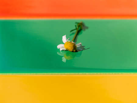 Chamomile flower on colorful tile background with harsh shadow creative minimal style composition. Summer chamomile modern greeting card template trendy flat lay copy space. Seasonal bloom concept.の写真素材