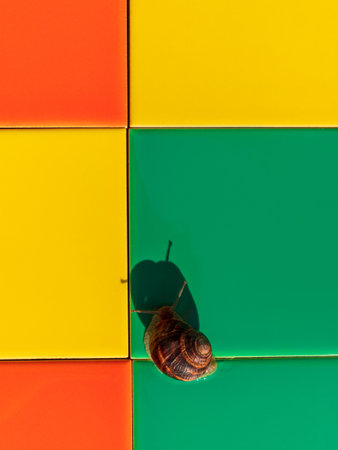 Snail crawling on colorful mosaic ceramic tile outdoor. Helix pomatia Roman edible Burgundy mollusk Escargot creep on house facade exterior sunny summer day.Multicolored green yellow orange backgroundの写真素材