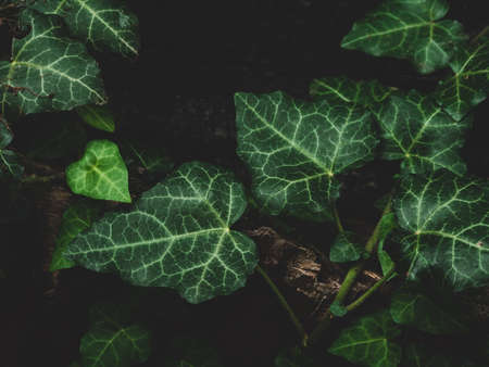 Natural green ivy leaves on old weathered rock wall background. Creative wallpaper, website backdrop for design and text sign. Natural vine colors decorative surface. Greenery silhouettes on a stone.の写真素材