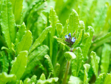 Wild blue flowers on fresh green grass blurred bokeh amazing nature background. Tranquil closeup cyan plants macro wallpaper. Beautiful meadow flower screensaver on the desktop. Copy space.の写真素材