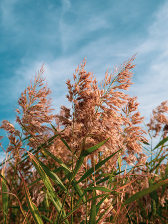 Fluffy golden reeds on turquoise blue sky background. Trendy natural red pampas grass botanical background for poster wallpaper design. Dry reed on the lake. Beautiful autumn nature sunny day weather.の写真素材