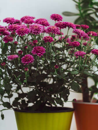 Beautiful pink autumn flowers Chrysanthemums pot window selective focus poster. Urban spaces home plants gardening apartment interior decoration minimalist style. Blooming botanical living room designの写真素材