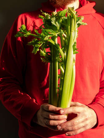 Bearded man in red hoody holds fresh green celery in hand harsh shadow. Vegetable gathering Healthy lifestyle raw greenery vegan grocery food shopping. Nutritionist occupation Farmer garden harvestingの写真素材