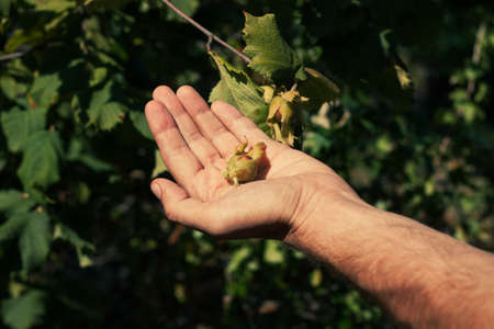 Ripe hazelnuts in gardener hand. Organic eco hazel tree branch in farm garden. Growing nuts on home backyard. Dietary fiber protein vitamin source weight loss diet. Gardening local healthy food eatingの写真素材