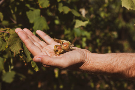 Ripe hazelnuts in gardener hand. Organic eco hazel tree branch in farm garden. Growing nuts on home...