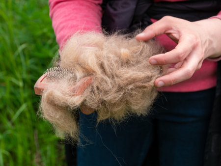 Long shedding dog's coat on comb for pets closeup in girl's hands outdoor. Combing dog hair, damaged...