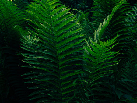 Green fern growing in summer jungles dark and moody style. Textured emerald color leaves botany...