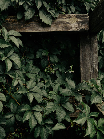 Natural green wild grapes wooden fence background. Low key foliage wallpaper, botanical website backdrop for design text sign. Natural vine dark colors decorative surface. Greenery silhouettes textureの写真素材